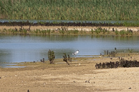Bird walking along the serene water's edge